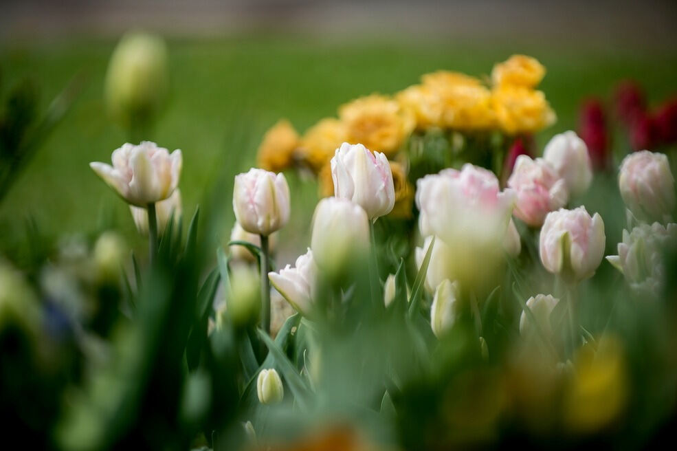 Gönninger Tulpenblüte 2017