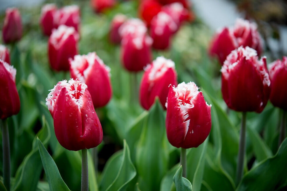 Gönninger Tulpenblüte 2017