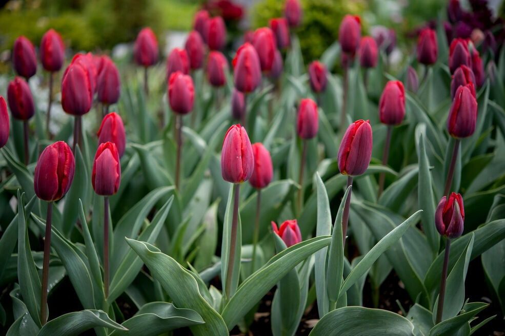 Gönninger Tulpenblüte 2017