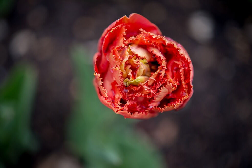 Gönninger Tulpenblüte 2017