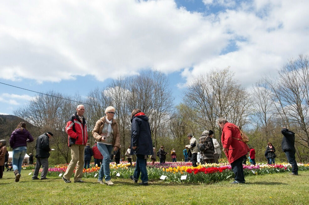 Gönninger Tulpenblüte 2017