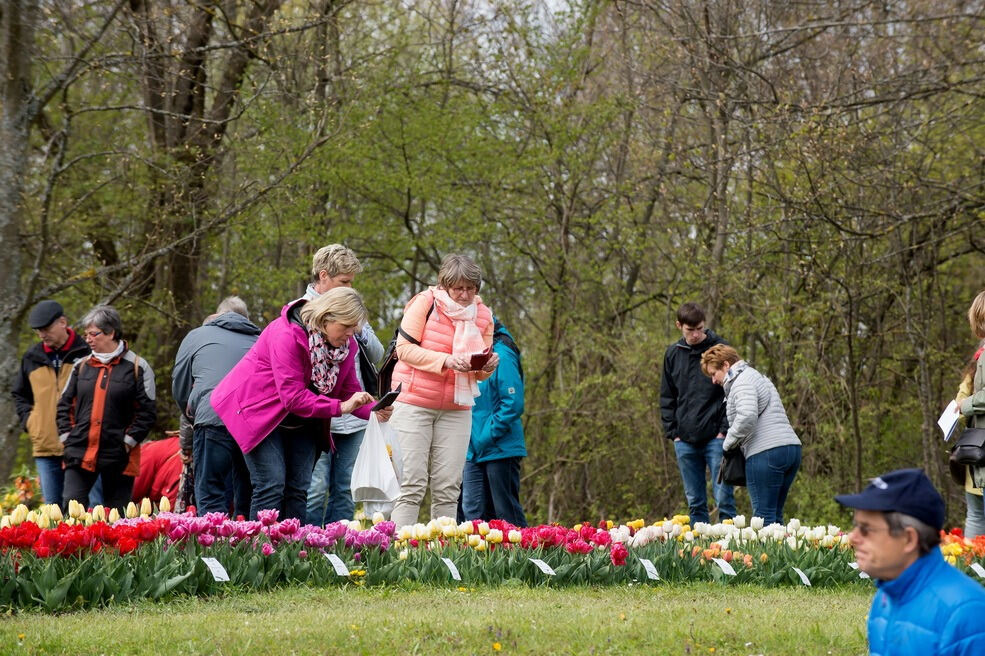 Gönninger Tulpenblüte 2017