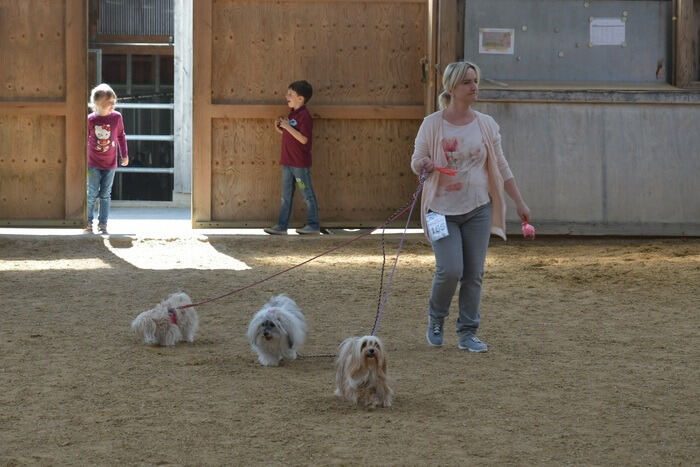 Hunde-Weltsiegerschau in Wannweil 2017