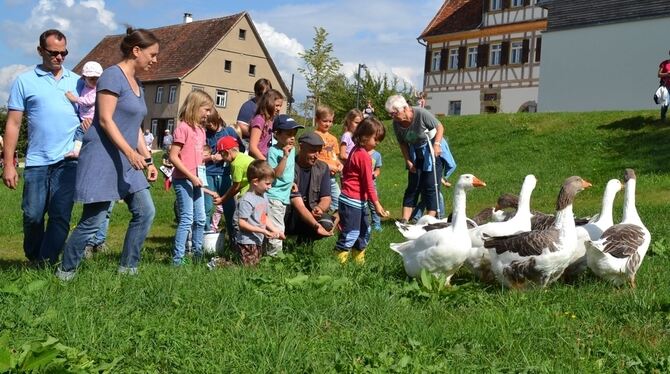 Auch das gehört zu einer echten Zeitreise für Kinder: Wer weiß denn schon, wie lebende Gänse richtig zu füttern sind? Hier passi