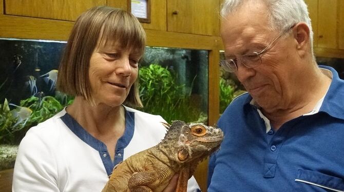 Petra Schütt, langjähriges Vereinsmitglied und Schriftführerin, hält Leguan-Dame Elsa im Arm. Werner Henne stellt es heute noch