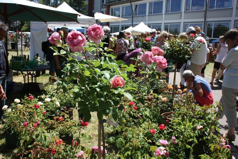 Rosenmarkt in Mössingen 2017