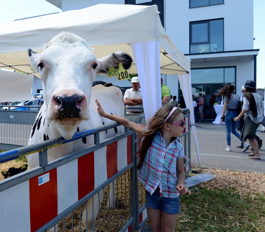 Bullenbank open Walddorfhäslach 2017