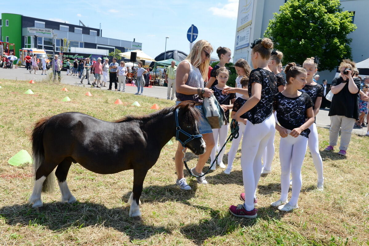 Bullenbank open Walddorfhäslach 2017