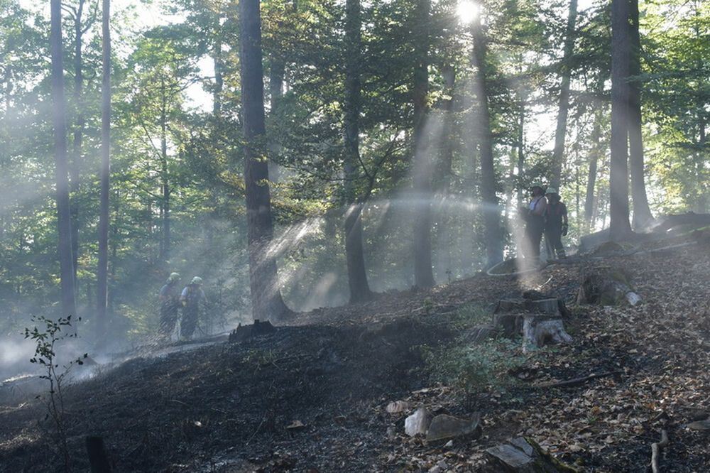 Waldbrand_Bodelshausen_2017-17 (JPG)