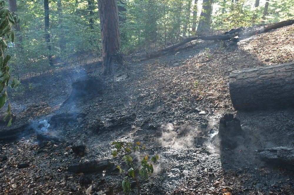 Waldbrand_Bodelshausen_2017-24 (JPG)