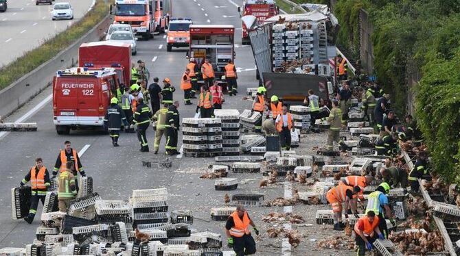 Ein Geflügeltransporter hat auf einer Autobahn bei Linz in Österreich seine komplette Ladung verloren. Foto: Fotokerschi.At/K