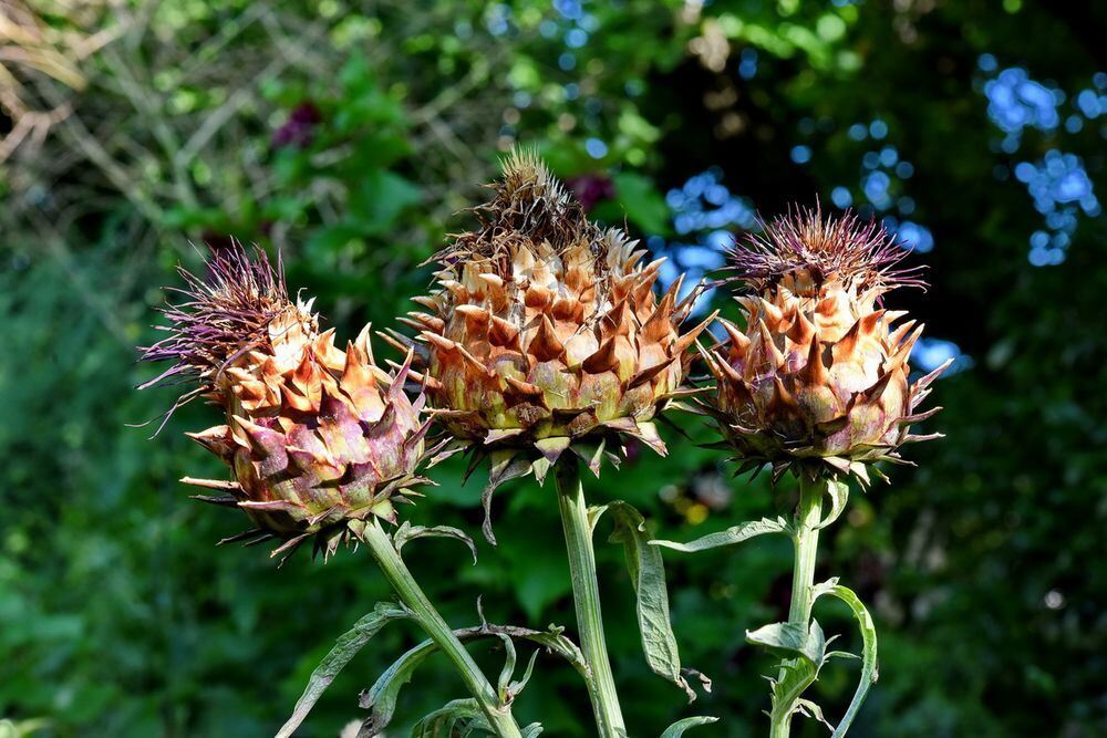 Ein außergewöhnlicher Garten in Gönningen