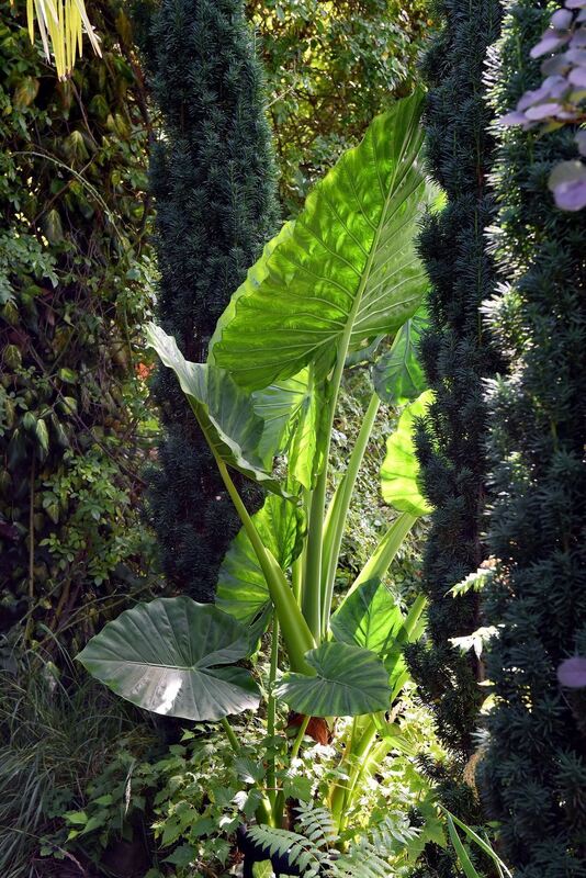 Ein außergewöhnlicher Garten in Gönningen