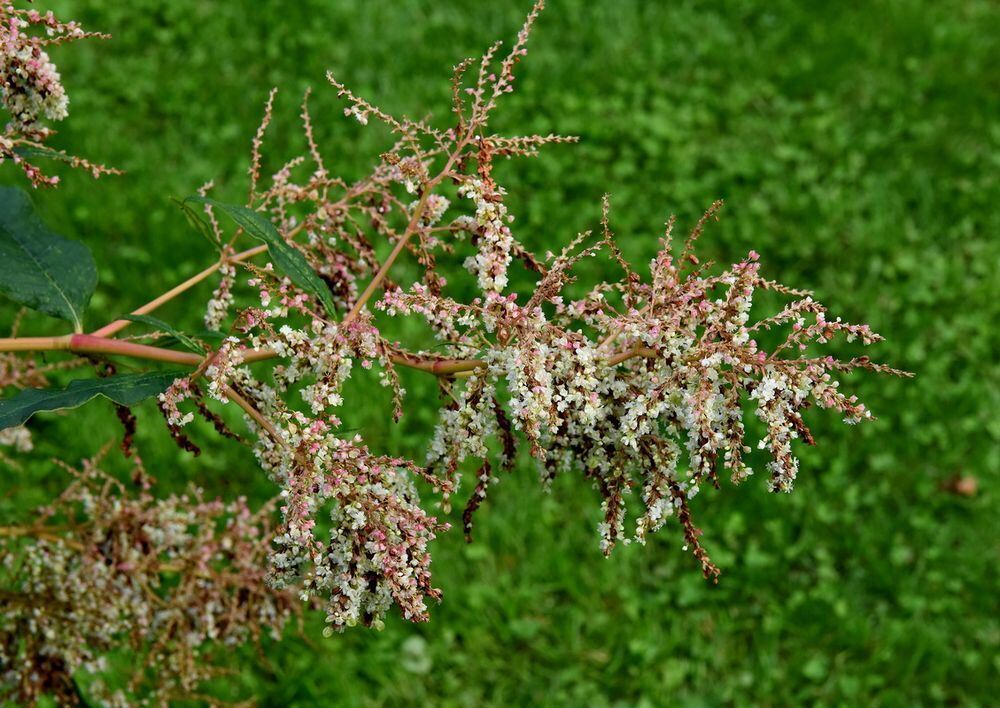 Ein außergewöhnlicher Garten in Gönningen