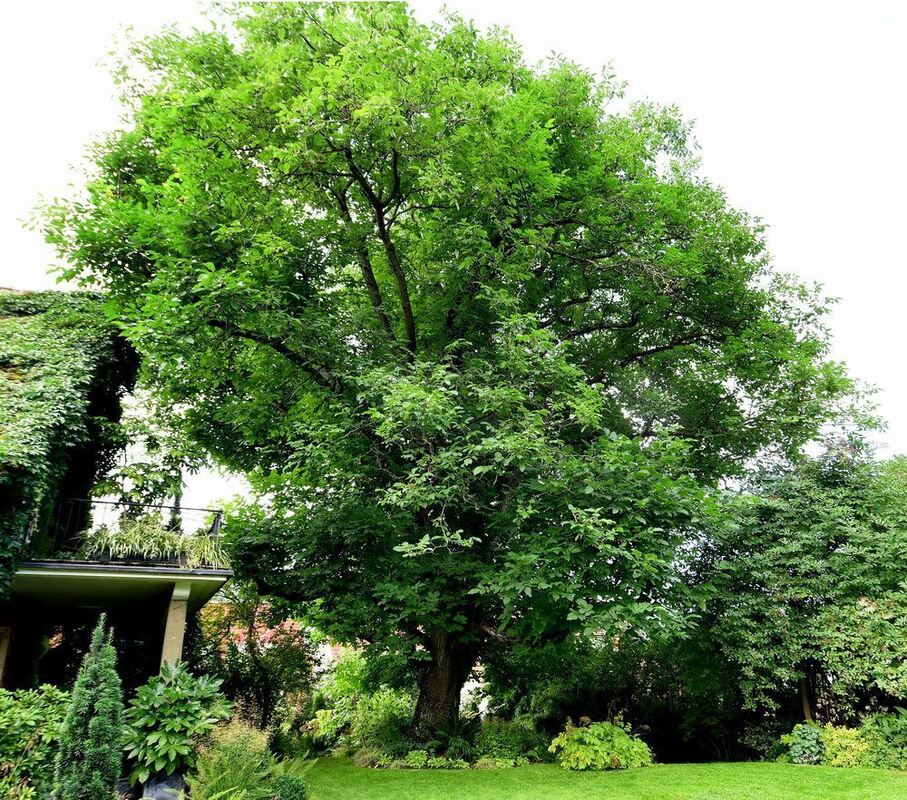 Ein außergewöhnlicher Garten in Gönningen