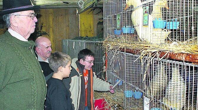 Schlanke Schönheiten hinter Gittern: Gänse-Stars bei der Kreisgeflügelschau.  FOTO: STÖRK