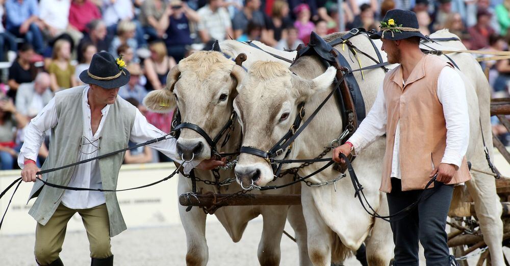 Marbach Hengstparade September 2017