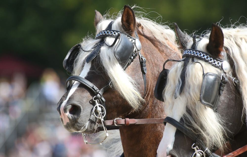 Marbach Hengstparade September 2017