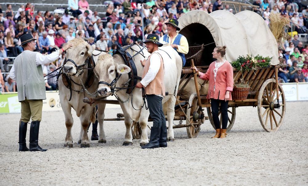 Marbach Hengstparade September 2017