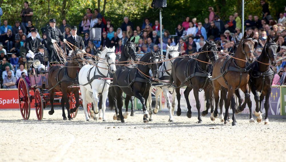 Marbach Hengstparade September 2017