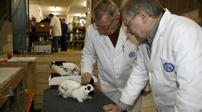 Kritische Juroren bei der Kreis-Kaninchenschau auf der Haid. FOTO: LEIPPERT