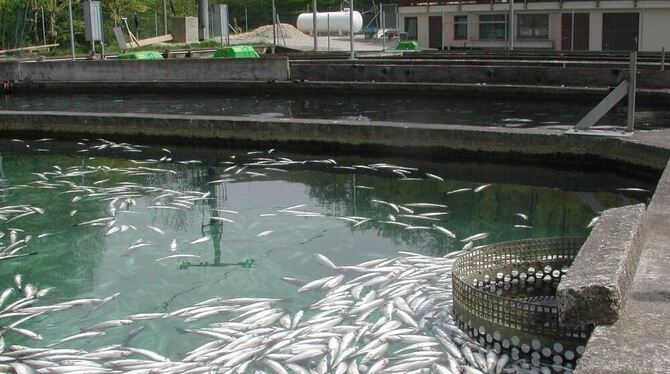 Bis zu 140 000 Fische verendeten, als im Weiher bei Seeburg nachts die Sauerstoffzufuhr abgedreht wurde. GEA-ARCHIVFOTO: SCHÜRER