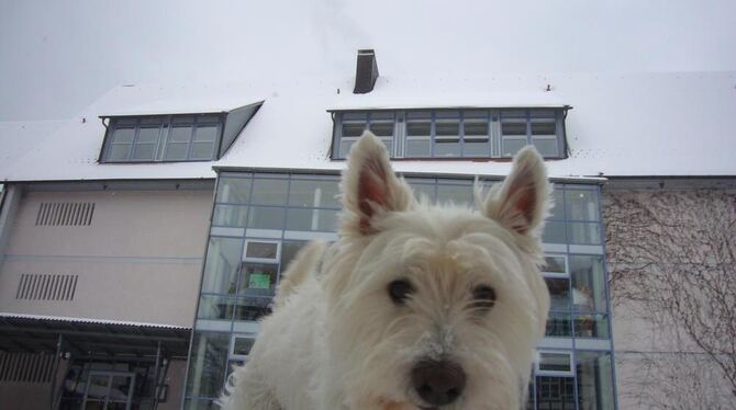 Gismo, der Hund des Hausmeister-Paars Peter und Inge Krauß, ist neugierig, was ihm die künftige "Grund- und Werkrealschule Bad U