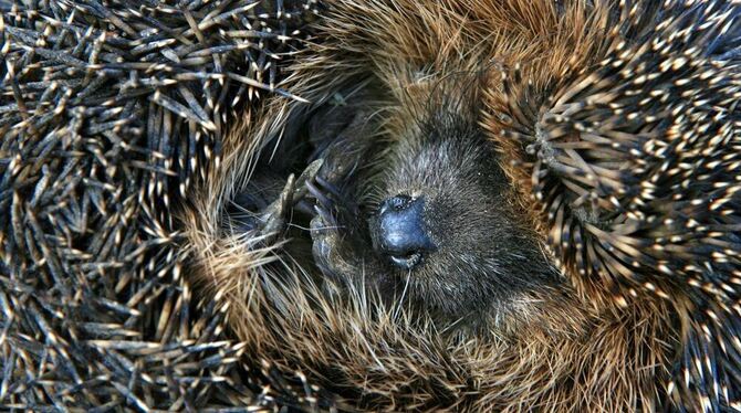 Findet Winterzeiten zum Kringeln: Ein Igel benötigt jetzt vor allem viel Ruhe. FOTO: DPA