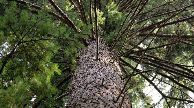 Die Pseudotsuga oder Douglasie ist eine raschwüchsige Kiefernart, die es auf stattliche Maße bringen kann. Ihr Trivialname ehrt