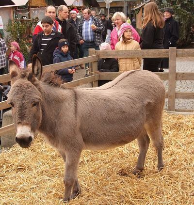 weihnachtsmarkt_pliezhausen_29.11.09_sander_2 (jpg)