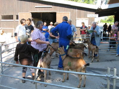 ziegenauktion_pfullingen_august2009_9 (JPG)