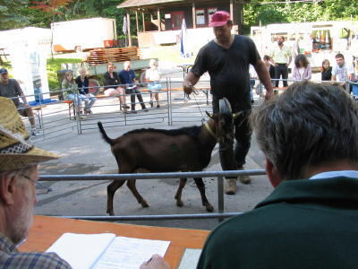 ziegenauktion_pfullingen_august2009_2 (JPG)