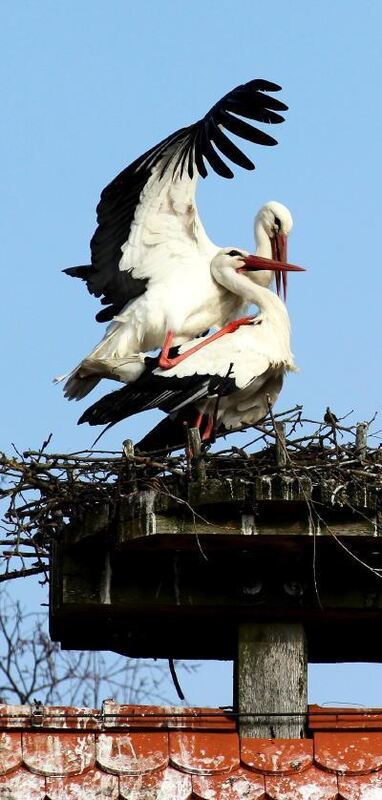 tag_der_umwelt_warnack_storch (jpg)