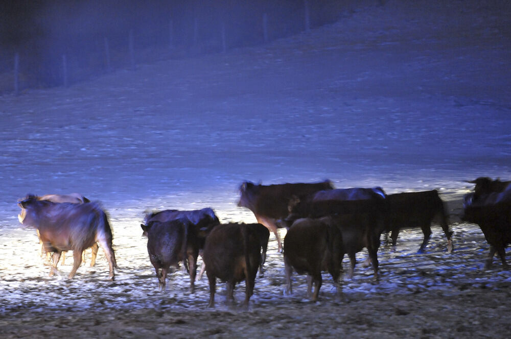 Stallbrand in Bronnweiler