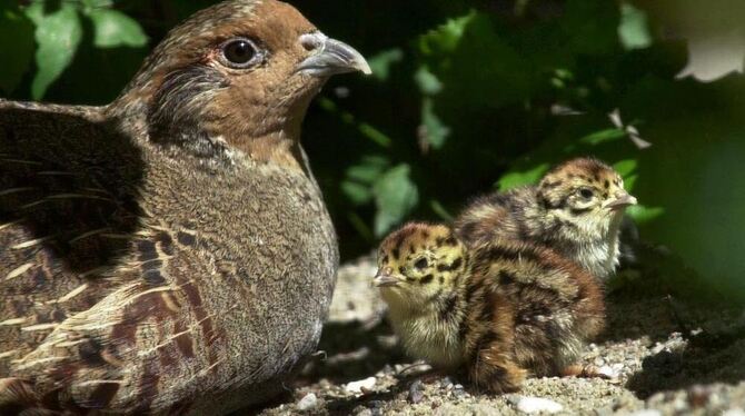 Auch das Rebhuhn gehört zu den Arten, die im Neckartal heimisch sind und besonderen Schutz brauchen. FOTO: DPA