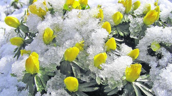 Winterlinge sind mit den Schneeglöckchen die ersten Frühjahrsboten, die sich vom Schnee nicht abhalten lassen.  FOTO: SCHMIDT-SC