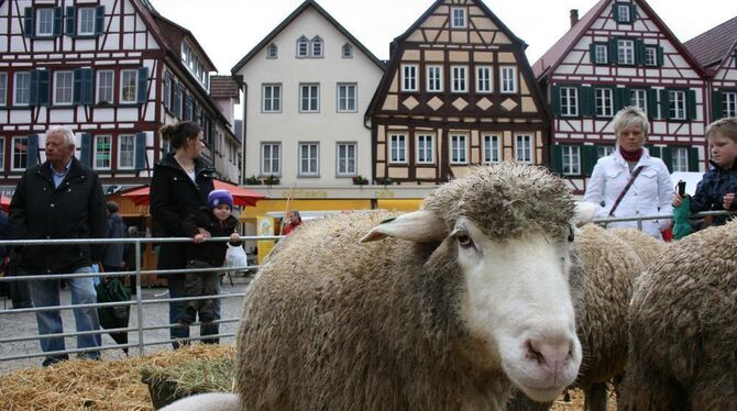 Mensch und Tier trotzten auch so manchem Regenschauer: Dennoch wurden beim Lamm-Event in Bad Urach mehrere Hundert Besucher gezä