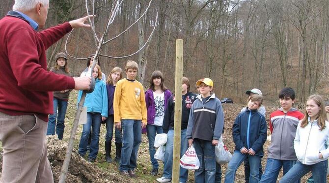 Herbert Haußer vom AGN Pfullingen zeigt den Realschülern, wie ein Obstbaum richtig geschnitten wird. GEA-FOTO: SCHEIB