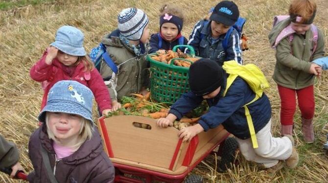 Fleißige Helfer beim Ernteeinsatz: Die Gammertinger Kindergärten sind gut aufgestellt und bieten dem Nachwuchs spielerische Erzi