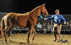 Noch ist Cookie fluchtbereit, lässt sich aber als Vertrauensbeweis von Monty Roberts mit dem Plastikwedel abstreichen.