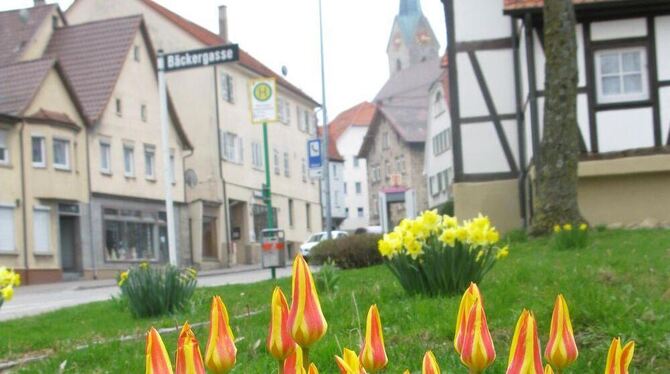 Alles so schön bunt hier: Die Tulpenblüte im Gönninger Ortskern.