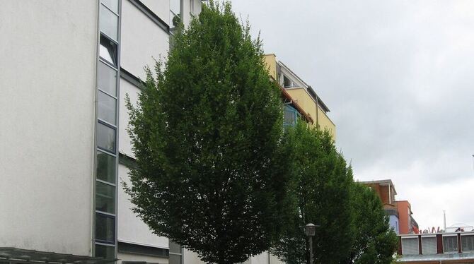 Wie hier im Französischen Viertel in Tübingen können kleinkronige Bäume auch als Allee gepflanzt werden. FOTOS: SANCHEZ