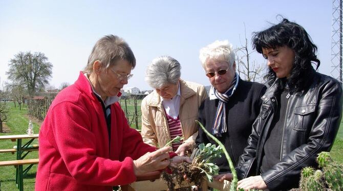 Helga Raiser (links) vom Obst- und Gartenbauverein erklärt Bettina Fröhlich (rechts), welchen Boden die Fetthenne braucht. Links