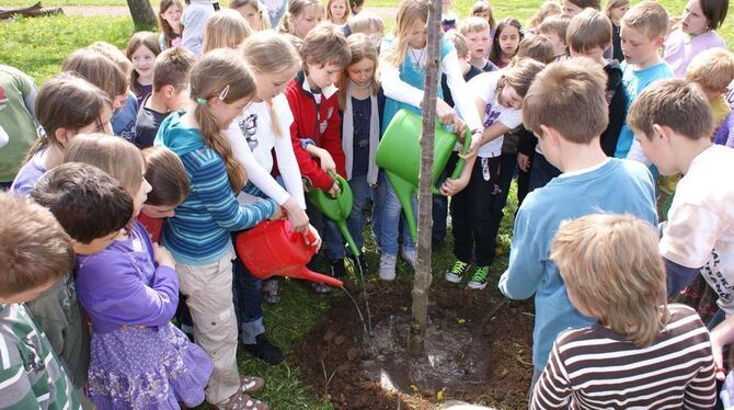 Wasser braucht, was mal ein stolzer Kirschbaum werden will. FOTO: STÖ