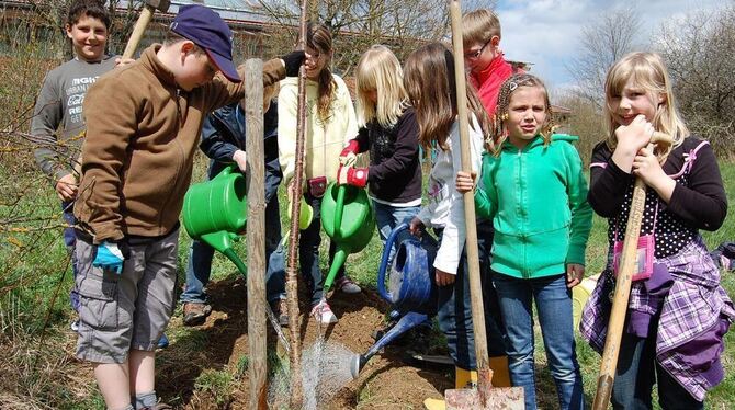 Auf dass die Vogelkirsche wachse und gedeihe: Schüler der Klasse 4 a der Hohensteinschule beim Baumpflanzen.  FOTO: HÄUSSLER