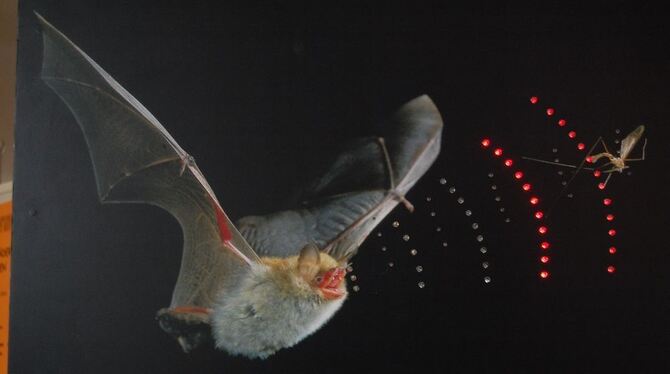 Unhörbares sichtbar gemacht: Ein Modell zeigt, wie Fledermäuse ihre Beutetiere mit Ultraschallwellen orten. FOTO: PFISTERER