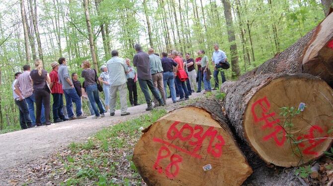 Wertstoff Holz: Metzingens Gemeinderäte und Verwaltungsführung auf Tour durch den Stadtwald.