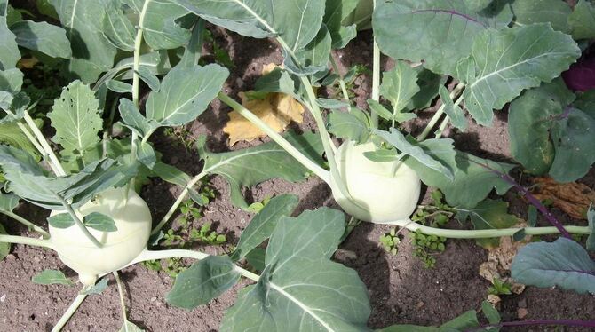 Gemüse - wie diese Kohlrabi - gedeiht prächtig, wenn man den Pflanzen beim Wachsen hilft. FOTOS: DIAZ