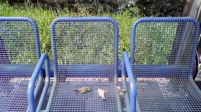 Vogelleichen auf dem Betzinger Bahnhof geben Rästel auf. FOTO: PR