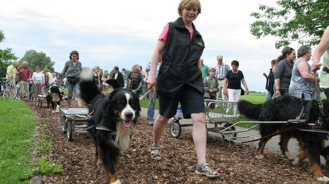 Erster öffentlicher Auftritt in Reutlingen: Die Sennenhunde lieben es, vor den Karren gespannt zu werden. FOTO: ANSTÄDT